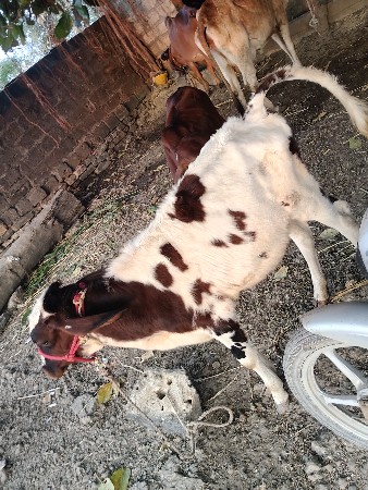 hf વાછરડી