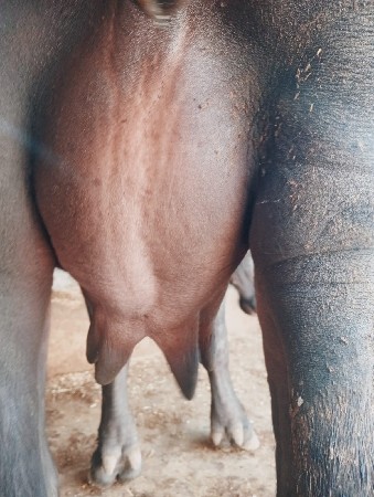 પેલું વેતરુ ખડીલુ વેચવાનું છે