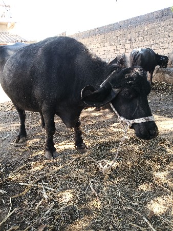 थंबनेल 2