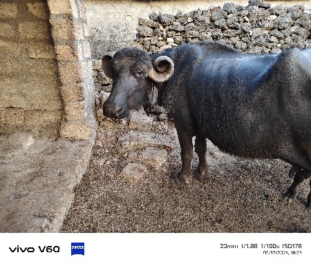 ભેંસ વેચવાની છે.