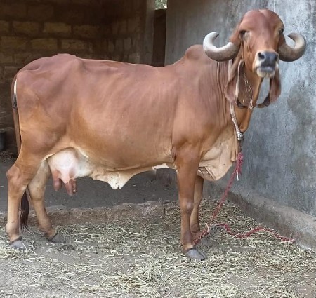ઓરીજનલ ગીર ગાય વેસવા ની છે