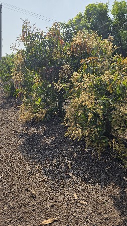 આંબા નો ઈજારો આપવાનો છે.