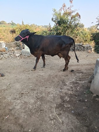 थंबनेल 2