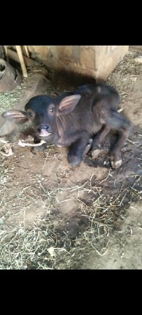 थंबनेल 3