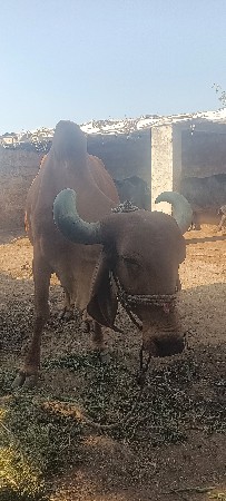 थंबनेल 2