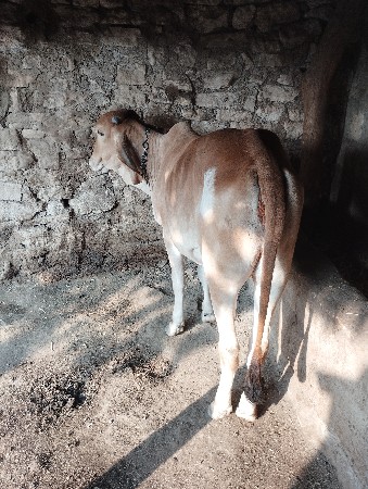 थंबनेल 2