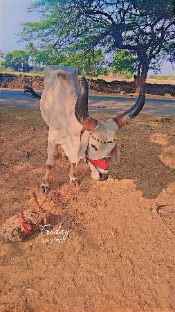 થંબનેલ 2