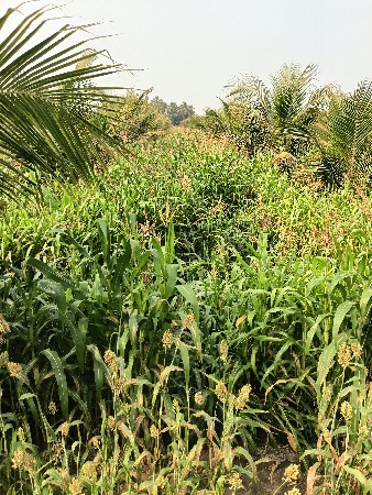 थंबनेल 3