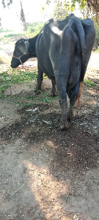 તીજૂ વેતર