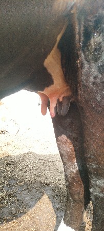 hf ગાય વેચવાની છે