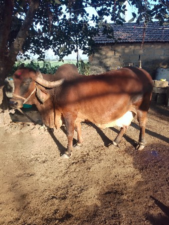 ગાય વેસવાનિસે