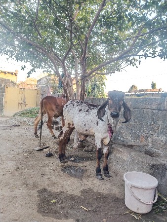 થંબનેલ 3