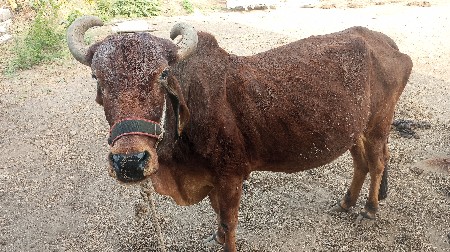 ગાય વેચવાની છે