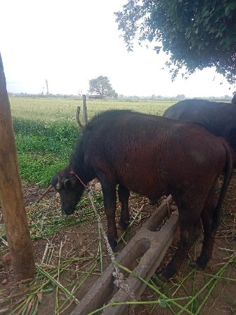 थंबनेल 2