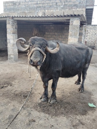 थंबनेल 2