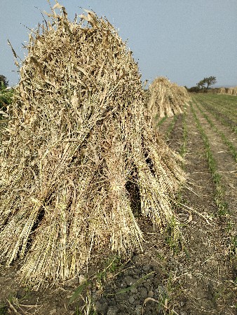 જુવાર ના પુરા