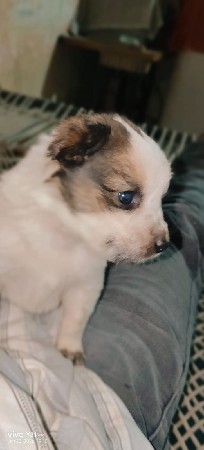 કુતરી વેચવાની છે