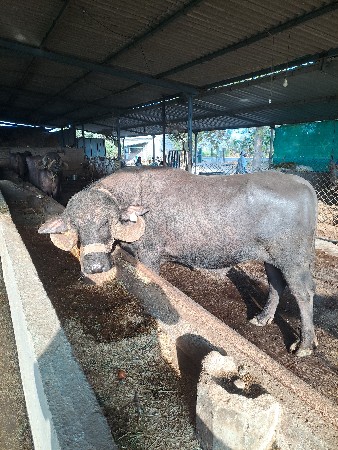 જાફરાબાદી પાડો વહેચવાનો છે