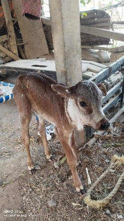 થંબનેલ 3