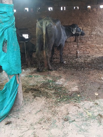 ભેસવેસવાનીછેપેલુવેતર