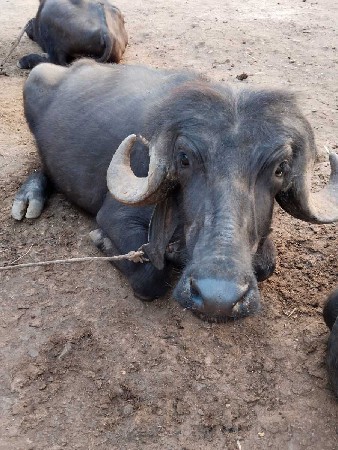 थंबनेल 3