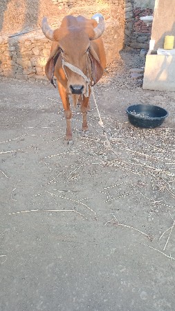 थंबनेल 3