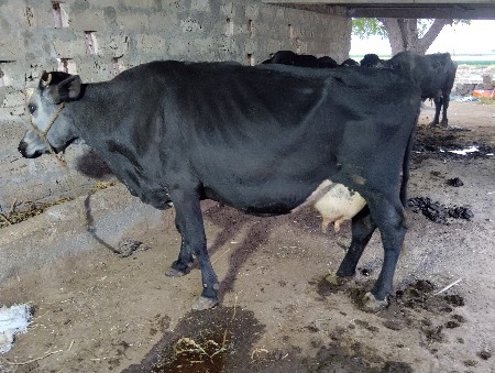 थंबनेल 2