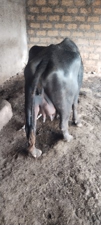 थंबनेल 2