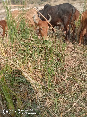 ત્રણ ગાય વેચવાની છે