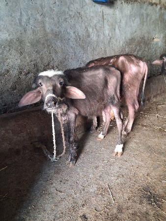 પાડી વેચવાની છે