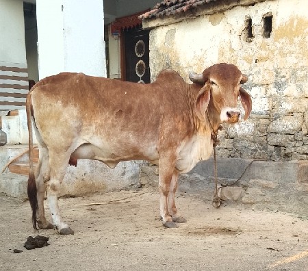 સૂવર્ણ કપીલા ગીર ગાય