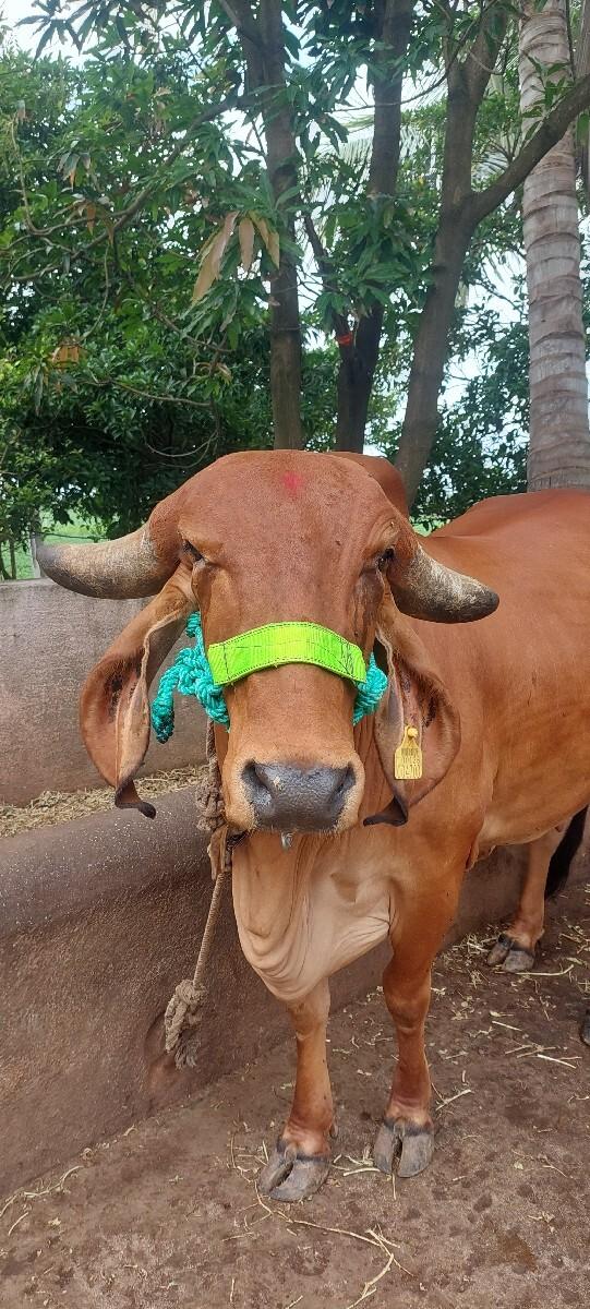 ગાય વેચવાની છે