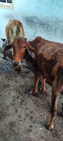 2 વાછડી આપવાની ફ્રી