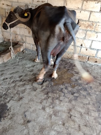 थंबनेल 3