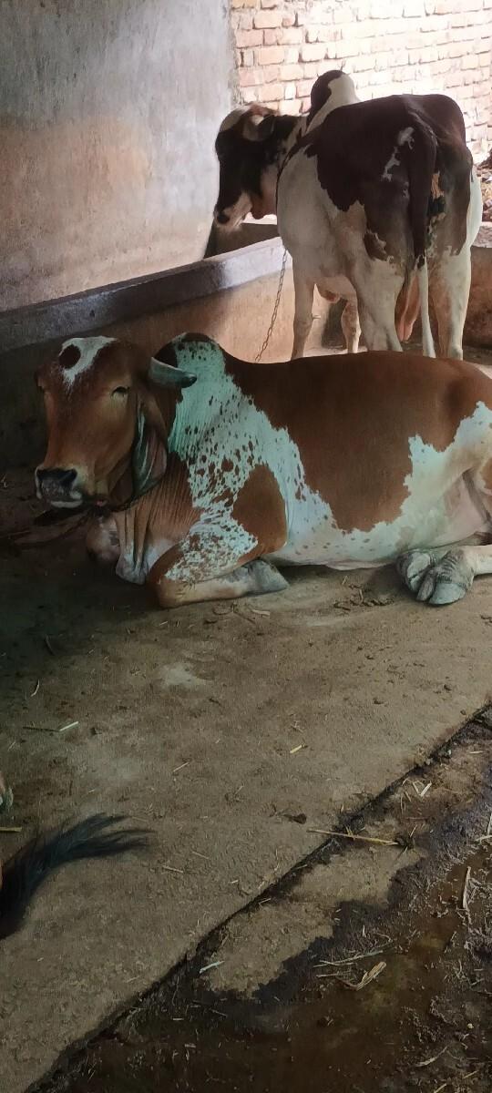 थंबनेल 2