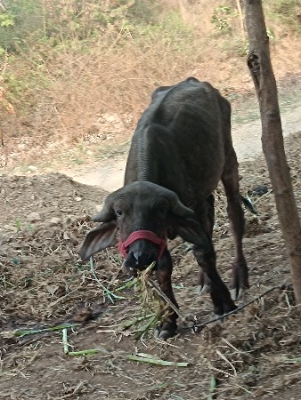 थंबनेल 2