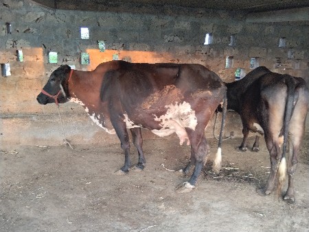 hf ગાયુ વેચવાની છે 2