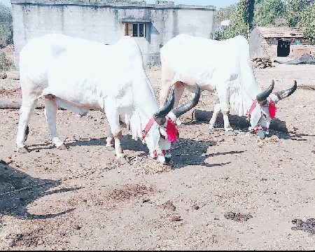 બળદ વેચવાના છે