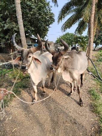 थंबनेल 2