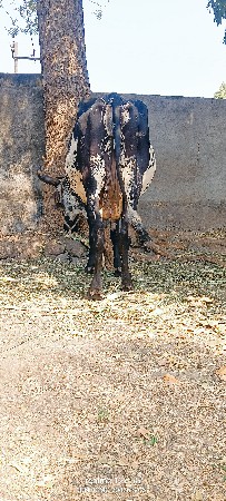 થંબનેલ 3