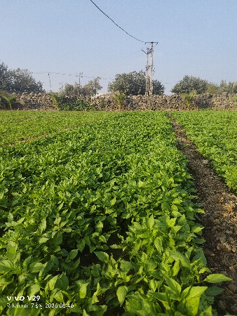 થંબનેલ 2