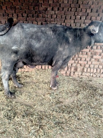 थंबनेल 2