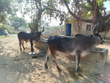 थंबनेल 2