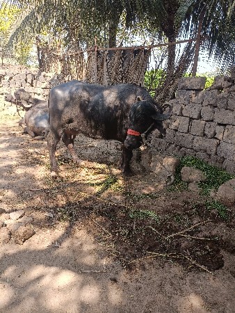 વેચવાની છે ભેંસ