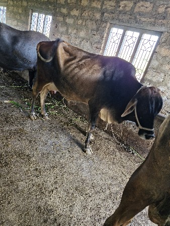 થંબનેલ 3