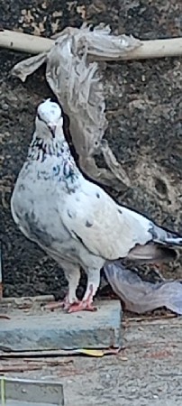 થંબનેલ 3