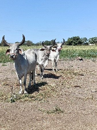 थंबनेल 3