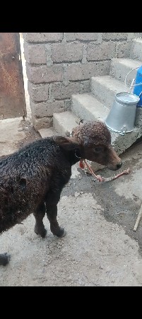 પેલા વેતર ખડેલી વીસ દિવસ ની વીહાણલ