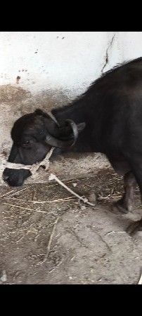 બીજું વેધર ખરેલી