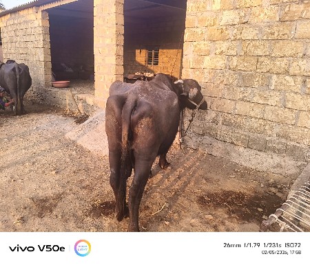 ભેંસ વેચવાની છે